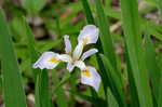 Virginia iris <BR>Blue flag iris